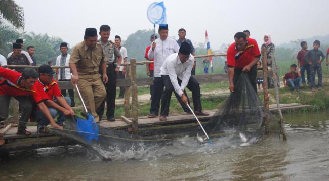 Budidayakan Udang Galah Sangat Menjanjikan di Rohil